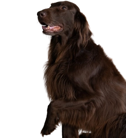Bink-2